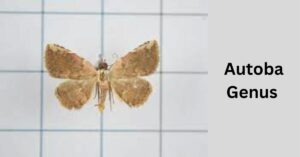 Autoba Moths