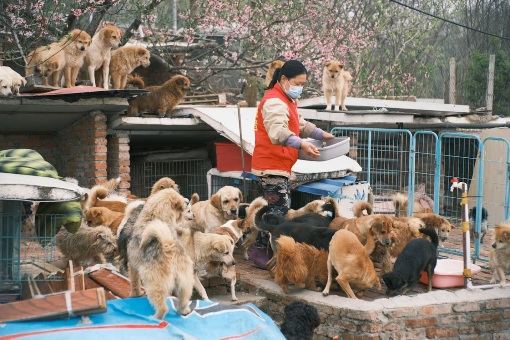 6 Daycare Services for Large and Small Dogs